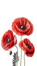 Poppy flowers isolated on white background. Remembrance poppy - poppy appeal. Decorative flower for Remembrance Day, AI generative Royalty Free Stock Photo