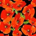 Poppy flowers and leaf seamless pattern over black Royalty Free Stock Photo