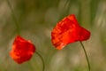 Poppy flowers lulled by the wind