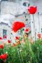 Poppy flowers