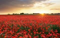 Poppy flowers meadow and nice sunset scene Royalty Free Stock Photo