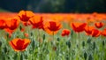 Poppy flowers in nature provide backdrop for website banner Royalty Free Stock Photo