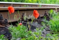 Poppy flowers near the railroad. Nice trip_