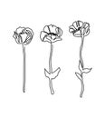 Poppy flowers one line art. Continuous line drawing of plants, herb, flower, blossom, nature, flora, wildflowers.