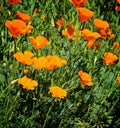 Poppy flowers orange Royalty Free Stock Photo