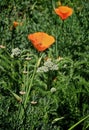 Poppy flowers orange bumble bee Royalty Free Stock Photo