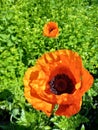 Poppy flowers orange magic Royalty Free Stock Photo