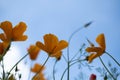 Poppy flowers or papaver rhoeas poppy in garden, early spring on a warm sunny day, against a bright blue sky. High Royalty Free Stock Photo