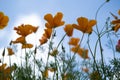 Poppy flowers or papaver rhoeas poppy in garden, early spring on a warm sunny day, against a bright blue sky. High Royalty Free Stock Photo