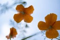 Poppy flowers or papaver rhoeas poppy in garden, early spring on a warm sunny day, against a bright blue sky. High Royalty Free Stock Photo