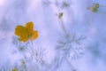 Poppy flowers or papaver rhoeas poppy in garden, early spring on a warm sunny day, against a bright blue sky. High Royalty Free Stock Photo