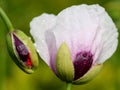 Poppy flowers with raindrops Royalty Free Stock Photo