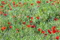 Poppy flowers in red at the meadown in bright light Royalty Free Stock Photo