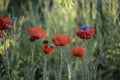 Poppy flowers. Red poppies. Summer field with blooming poppies