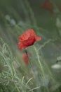 Poppy flowers. Red poppies. Summer field with blooming poppies