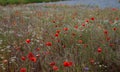 Poppy flowers. Red poppies. Summer field with blooming poppies