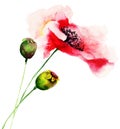 Poppy flowers