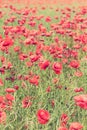 Poppy flowers retro peaceful summer background Royalty Free Stock Photo