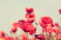 Poppy flowers retro peaceful summer background Royalty Free Stock Photo