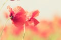 Poppy flowers retro peaceful summer background Royalty Free Stock Photo