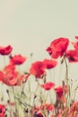 Poppy flowers retro peaceful summer background Royalty Free Stock Photo