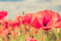 Poppy flowers retro vintage summer background Royalty Free Stock Photo