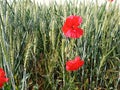 Poppy flowers in rye field in spring near Schengen, Luxembourg Royalty Free Stock Photo