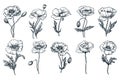 Poppy flowers set, isolated on white background. Vector hand drawn sketch illustration. Floral nature design elements