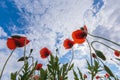 Poppy flowers on the sky background Royalty Free Stock Photo