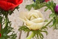 Poppy flowers Royalty Free Stock Photo