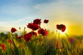 Poppy flowers in at sunset