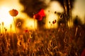 Poppy flowers in sunset