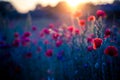 Poppy flowers in sunset, golden background