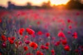 Poppy flowers in sunset, golden background