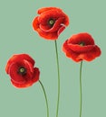 Poppy flowers.