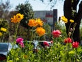 Poppy flowers of an urban community garden on a sunny day. Royalty Free Stock Photo