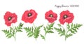 Poppy flowers. Vector isolated flowering red poppies buds leaves Royalty Free Stock Photo