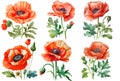 Poppy flowers, Watercolor botanical illustration, Generative AI Royalty Free Stock Photo