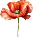 Poppy flowers, Watercolor painting of cute poppy flowers. AI-Generated. Royalty Free Stock Photo