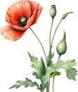 Poppy flowers, Watercolor painting of cute poppy flowers. AI-Generated. Royalty Free Stock Photo