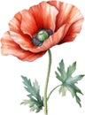 Poppy flowers, Watercolor painting of cute poppy flowers. AI-Generated. Royalty Free Stock Photo