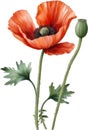 Poppy flowers, Watercolor painting of cute poppy flowers. AI-Generated. Royalty Free Stock Photo