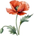 Poppy flowers, Watercolor painting of cute poppy flowers. AI-Generated. Royalty Free Stock Photo