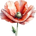 Poppy flowers, Watercolor painting of cute poppy flowers. AI-Generated. Royalty Free Stock Photo