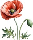 Poppy flowers, Watercolor painting of cute poppy flowers. AI-Generated. Royalty Free Stock Photo