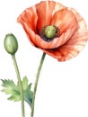 Poppy flowers, Watercolor painting of cute poppy flowers. AI-Generated. Royalty Free Stock Photo