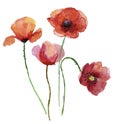 Poppy flowers, watercolour illustration.