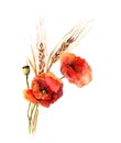 Poppy flowers and wheat bouquet. Field floral, grain plants illustration. Watercolor bouquet Royalty Free Stock Photo