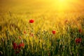 Poppy flowers in wheat field on sunset. soft focus. Harvest Concept Royalty Free Stock Photo