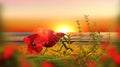 Poppy flowers at wild field green grass on   orange sunset at sea pink clouds and sun light reflection on water wave nature backg Royalty Free Stock Photo